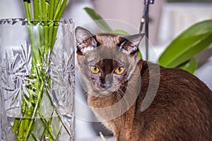 Burmese cat close-up at home. Portrait of a young beautiful brown cat