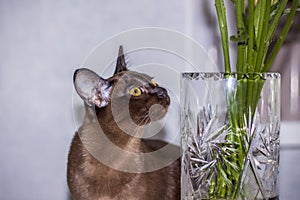 Burmese cat close-up at home. Portrait of a young beautiful brown cat