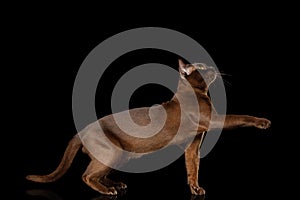 Burmese Cat isolated on black background