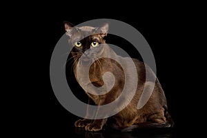 Burmese Cat on isolated black background