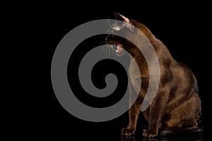 Burmese Cat on isolated black background