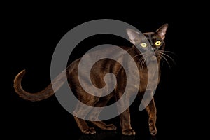 Burmese Cat isolated on black background