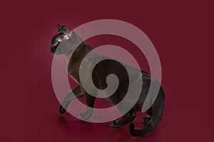 Burmese cat isolated on burgundy background