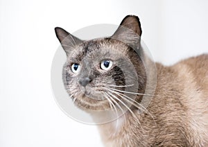 A Burmese cat with its ear tipped