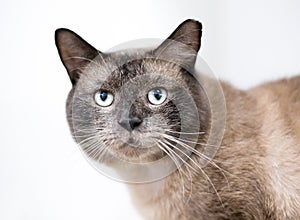 A Burmese cat with its ear tipped