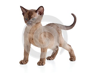 Burmese cat kitten on white