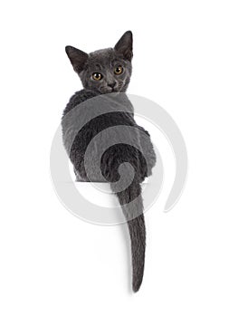 Burmese cat kitten on white background