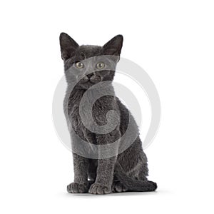 Burmese cat kitten on white background