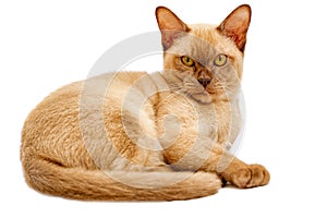 Burmese cat kitty color chocolate, is a breed of domestic cat, originating in Thailand, believed to have its roots near the