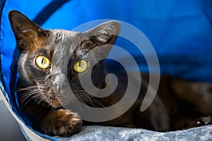 Burmese cat lies in blue cat house, surprised brown Burma pet looking at camera