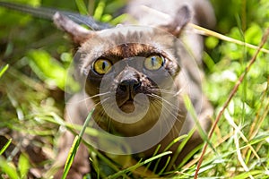 Burmese cat looks at camera scared in park or garden, close-up face of playful kitten wandering outside