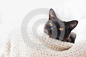 Burmese cat lying in a basket and looks to the camera.  Top view