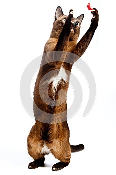 Burmese Cat Playing