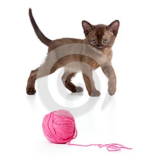 Burmese cat playing red clew or ball