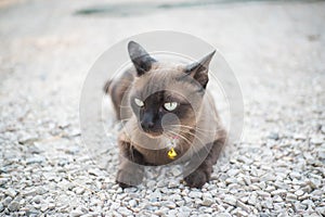 Burmese cat