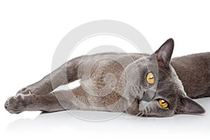 Burmese cat resting