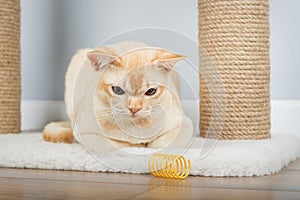 Burmese cat resting on scratching post