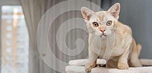 Burmese cat on a scratching post