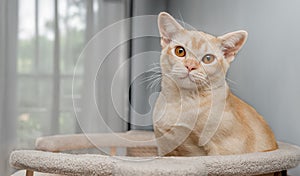 Burmese cat on a scratching post
