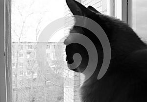 Burmese cat sitting at home and looking at window