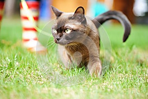 Burmese cat walking on green grass