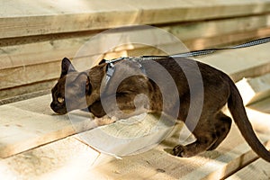 Burmese cat wearing harness looks for something like service dog, young brown cat plays with timber outside house