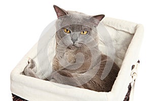 Burmese cat on white background