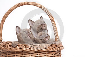 Burmese cats in big basket