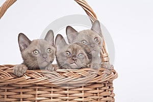 Burmese cats in big basket