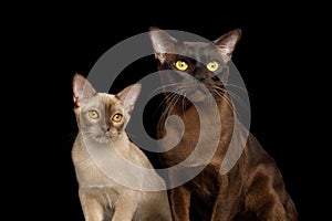 Burmese Cats isolated on black background