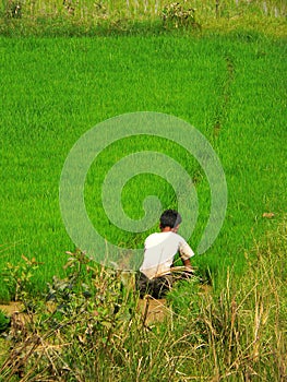 Burmese Farmer & Rice Crop