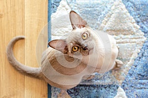 Burmese female chocolate cat staring up to the camera. Young pure breed burmese cat