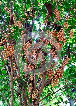 Burmese Grape Baccaurea Ramiflora on the Tree