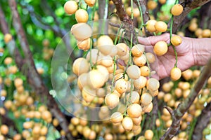 Birmano un grano de vino mano sobre el un árbol 