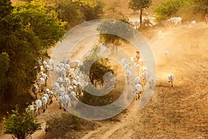 Burmese herder leads cattle herd