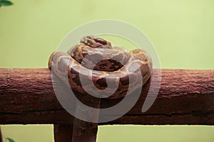 Scales of burmese rock python