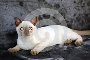 Burmese kitten photo