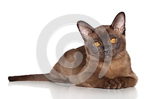 Burmese kitten lying