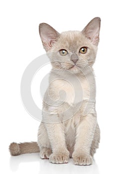 Burmese kitten portrait