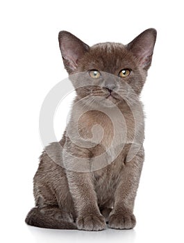 Burmese kitten Portrait