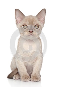 Burmese kitten portrait