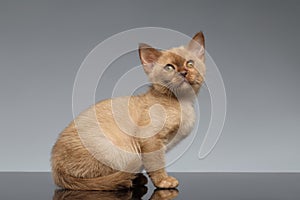 Burmese kitten Sits and looking up on Gray