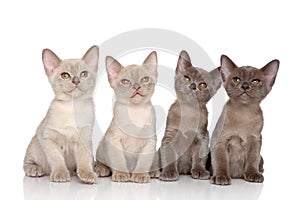 Burmese kittens