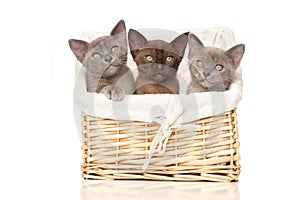 Burmese kittens in basket