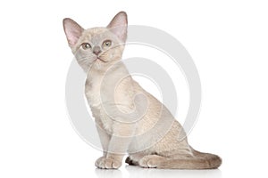 Burmese kittens portrait