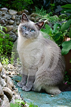 Burmese kitty