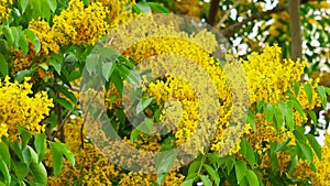 Burmese Padauk tree bouquet yellow flowers full blooming in the gardden on autumn