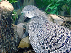 Burmese peacock Polyplectron bicalcaratum