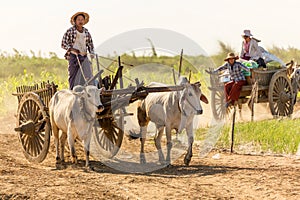 Burmese people driving oxcart