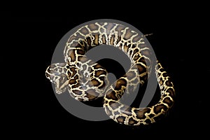 Burmese python photo